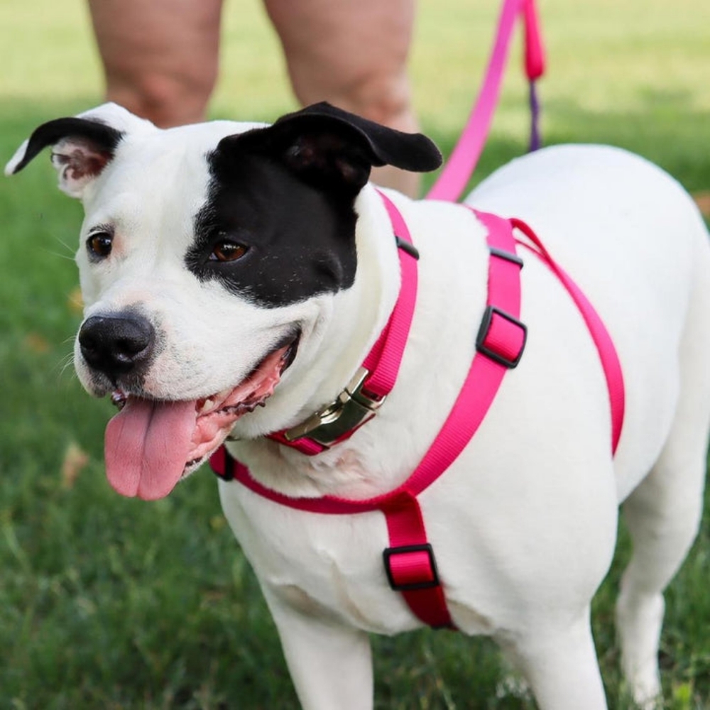 Coastal Nylon Standard Adjustable Dog Harness - Neon Pink-XS - Picture 3 of 3